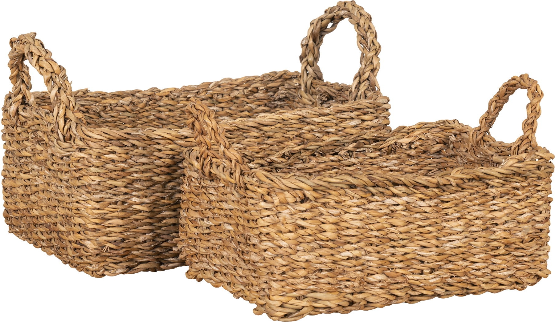 Morella mand set van 2 - Natuur