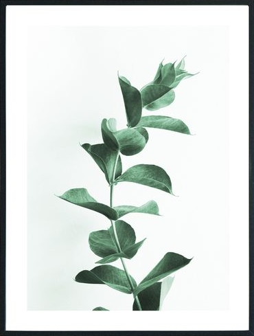 Posterworld - Motiv Eucalyptus - 70x100 cm