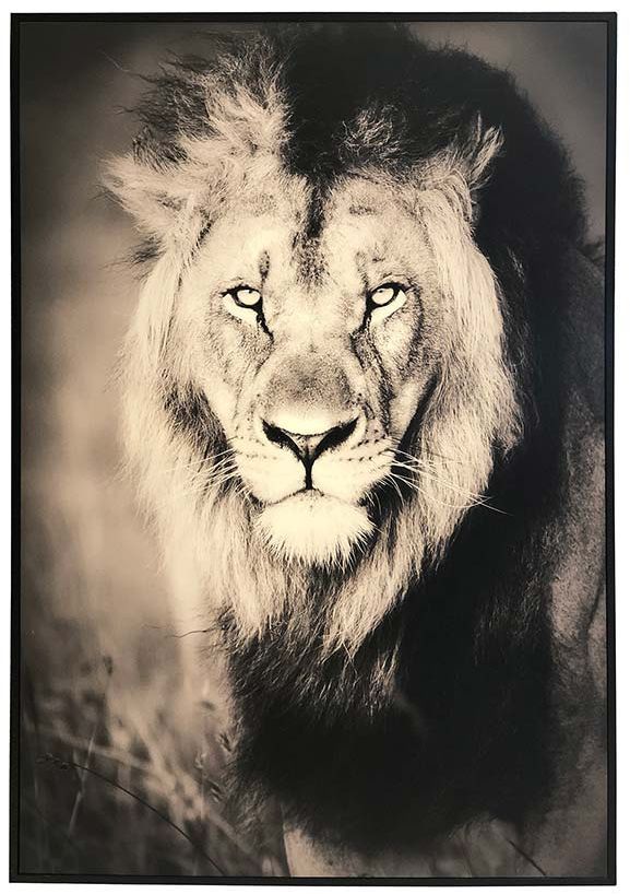 Tavla - Lejon - 70x100 cm Tavla - Lejon - 70x100 cm
