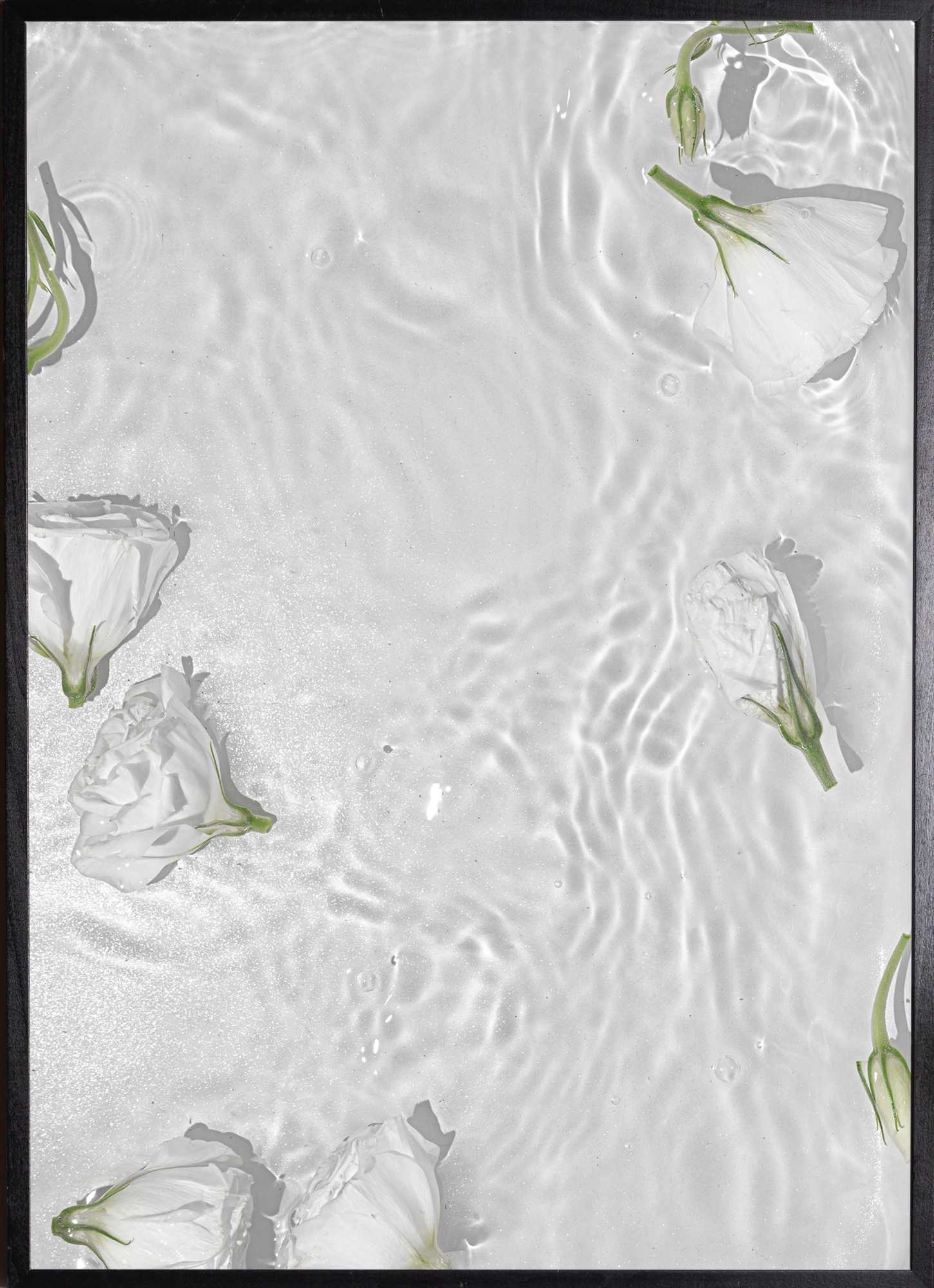 Poster - White roses