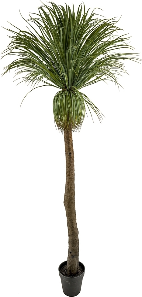 Flasklilja konstv�xt