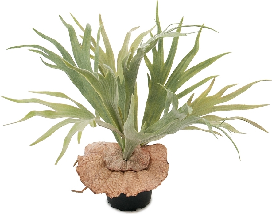 �lghornsbr�ken konstv�xt