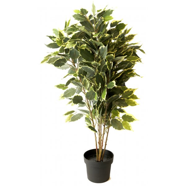 Konstvxt - Ficus H80 cm