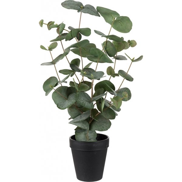 Eucalyptus konstvxt