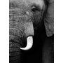 Poster Elefant - 50x70 cm