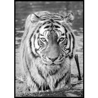 TIGER POSTER - Poster 50x70 cm TIGER POSTER - Poster 50x70 cm