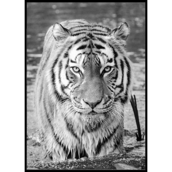 TIGER POSTER - Poster 50x70 cm