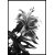 BLACK AND WHITE FLOWER - Poster 50x70 cm BLACK AND WHITE FLOWER - Poster 50x70 cm