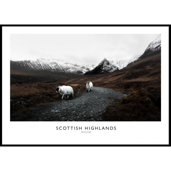 SCOTTISH HIGHLAND No 2 - Poster 50x70 cm