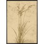 Poster - Plant art