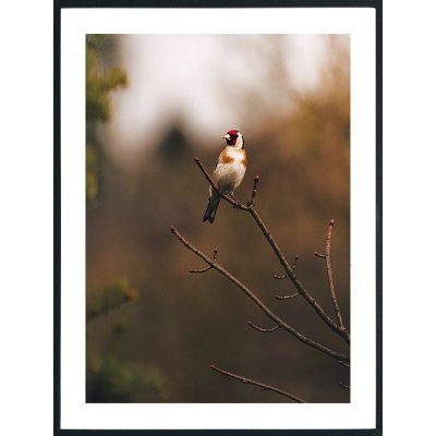 Posterworld - Motiv Bird - 50 x 70 cm