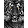 Poster Tiger