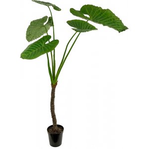 Alocasia konstväxt Alocasia konstväxt