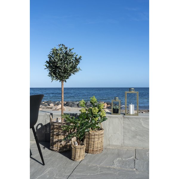 Skimmia boom kunstplant - Groen Skimmia boom kunstplant - Groen