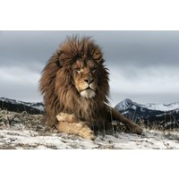 Glastavla Lion - 120x80 cm Glastavla Lion - 120x80 cm