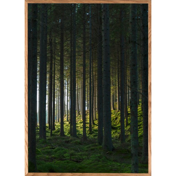 Affiche - Bois