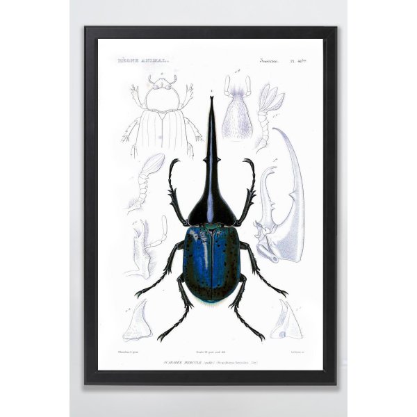 Tavla med ram (Insekt) - 50x70 cm