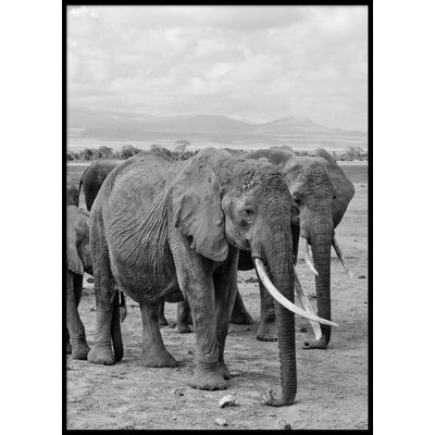 ELEPHANTS - Poster 50x70 cm