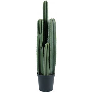 Kaktus konstväxt