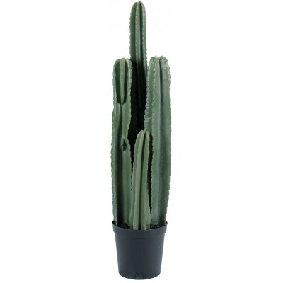 kaktus konstvxt