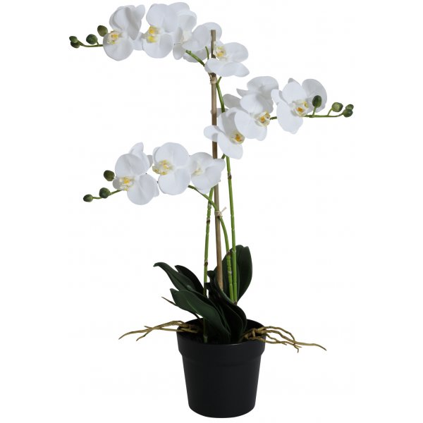 Konstvxt - Orkid 3 stnglad H64 cm - Vit