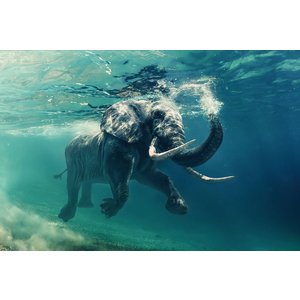 Glastavla - Elephant - 120x80 cm