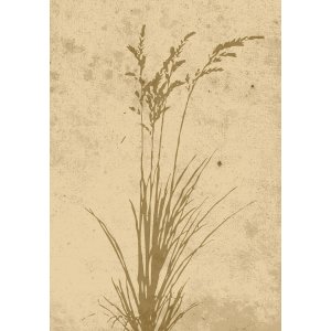 Poster - Plant art