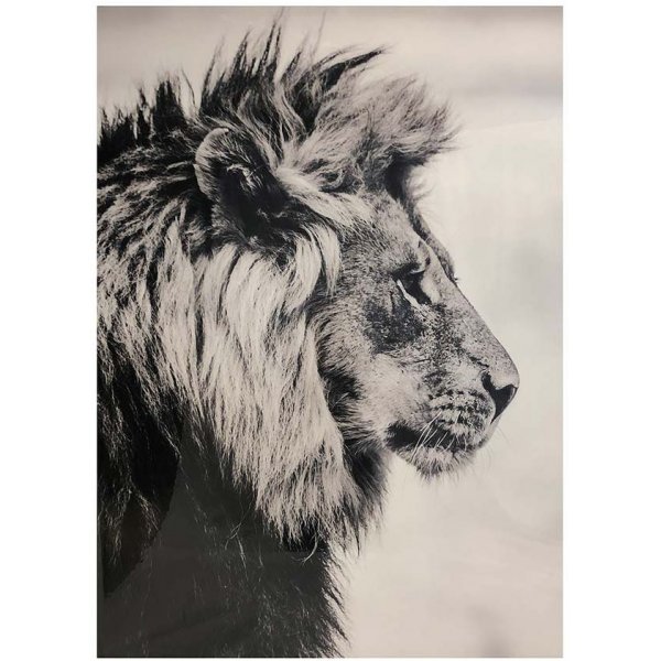 Tavla - Lejon - 100x140 cm
