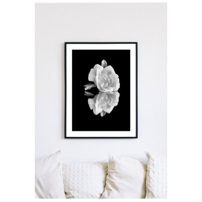 Posterworld 70x100 cm - Motiv White Rose