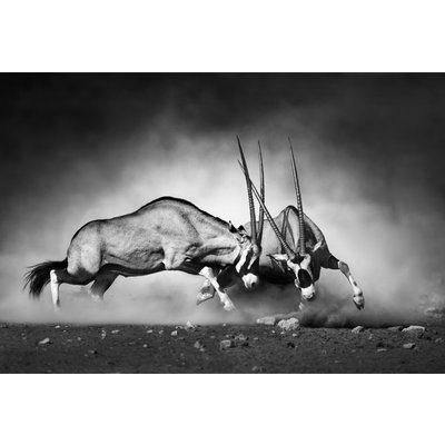 Poster Antilop fight