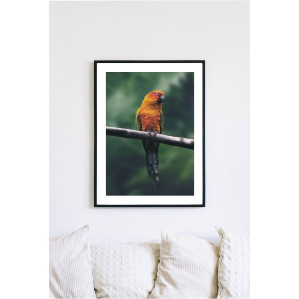 Posterworld - Motiv Parrot - 50x70 cm