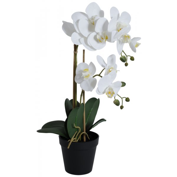Konstvxt - Orkid 2 stnglad H54 cm - Vit