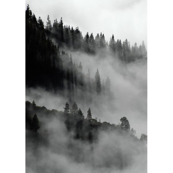 Poster Skog