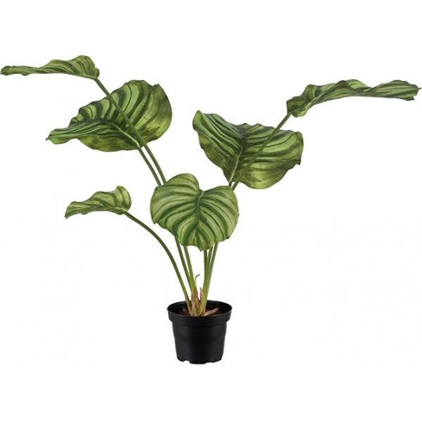 Calathea konstvxt