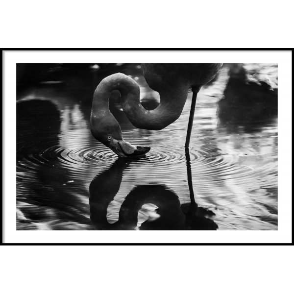 FLAMINGO REFLECTION - Poster 50x70 cm