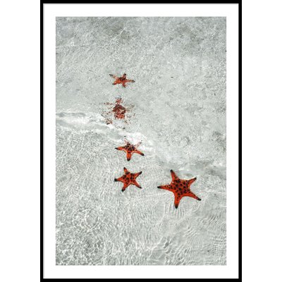 STARFISH - Poster 50x70 cm