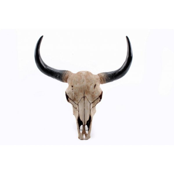 Horn nature texas longhorn mellan