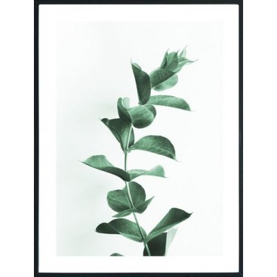 Posterworld - Motiv Eucalyptus - 70x100 cm