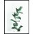 Posterworld - Motif Eucalyptus - 50x70 cm