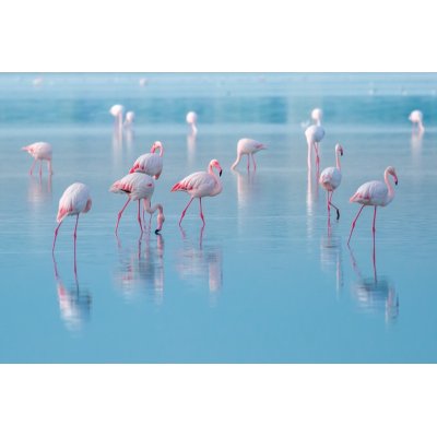 Glastavla - Flamingos - 120x80 cm