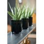 Verde planta