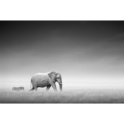 Poster Elefanter p savannen