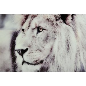Glastavla - Lion 2 - 120x80 cm